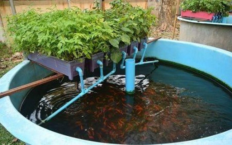 La Zambienne Dorcas Lukwesa plaide pour l’adoption de l’aquaponie afin de contrer le réchauffement climatique