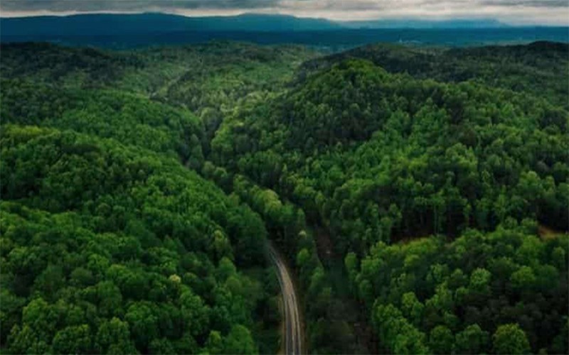 La « succession secondaire », un processus par lequel les forêts tropicales peuvent se régénérer sans aide