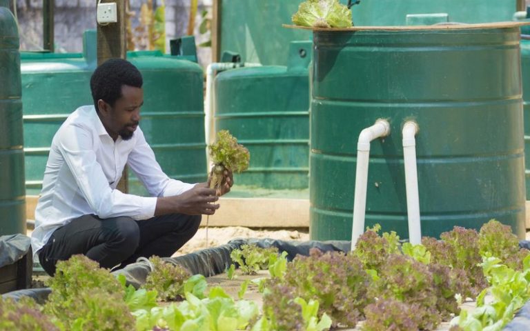 L’aquaponie pour améliorer la sécurité alimentaire en Afrique