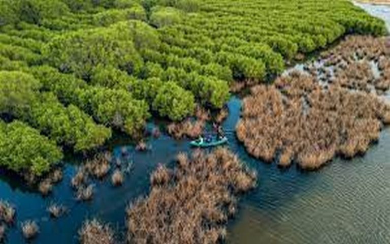Le Viêt Nam mise sur le développement durable des forêts pour faire face au changement climatique