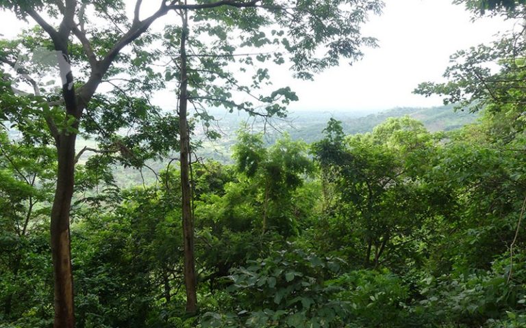 Lutte contre la dégradation des forêts : Le Togo élabore de nouveaux outils de planification forestière