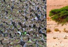 Lutte contre la désertification : Une entreprise plante 15 000 ha de plantation d’acacia à Dahra (Sénégal)