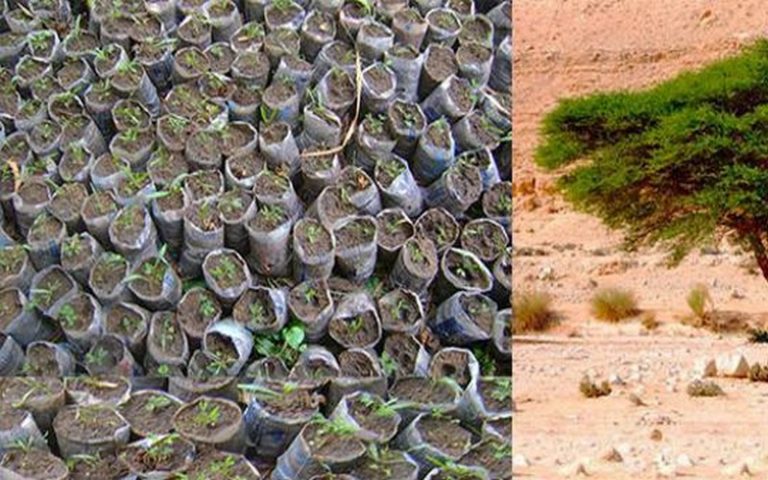 Lutte contre la désertification : Une entreprise plante 15 000 ha de plantation d’acacia à Dahra (Sénégal)