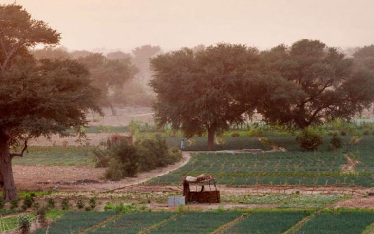 La Grande muraille verte du Sahel et ses effets inattendus sur le climat