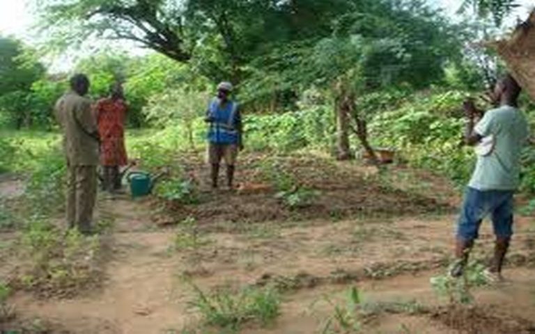 La RDC élabore un projet de plantation d’arbres sur les artères principales de Matete