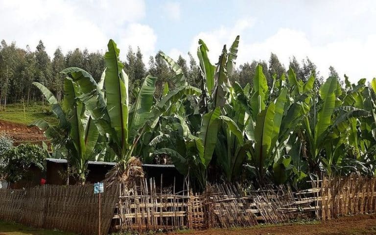 La banane ensete, un espoir pour lutter contre la faim dans le monde