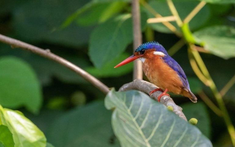 La forêt marécageuse de Hlanzoun, au Bénin, un joyau en danger