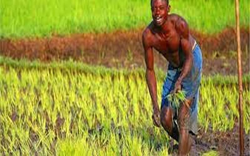 La superficie des emblavures de maïs a reculé de 5 % pour la campagne 2021/2022 en Afrique du Sud