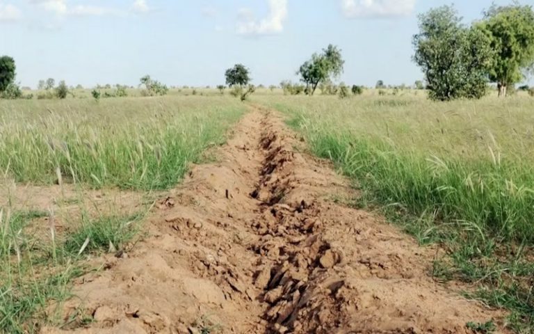 Le projet de la « grande muraille verte » doit être mis en cohérence avec le volet « développement » du sahel