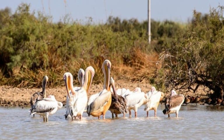 Le parc Djoudj, un écosystème important, selon le ministre Sénégalais de l’Environnement