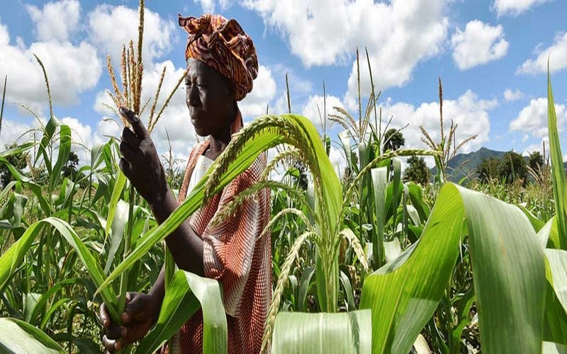 Les effets du changement climatique sur l’agriculture augmenteront les inégalités, selon une nouvelle étude