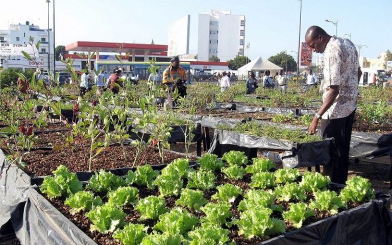 La reconnaissance formelle des métiers de l’agriculture : Un engagement pour le nouveau ministre sénégalais de l’Agriculture