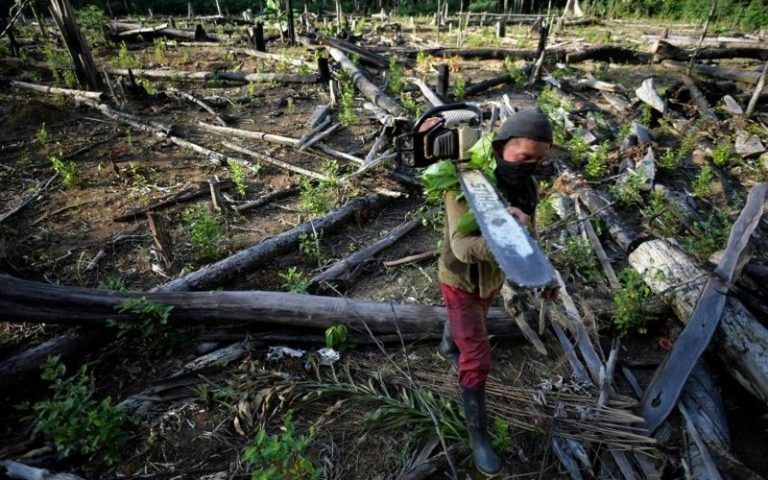 Les manquements des grandes entreprises et sociétés financières favorisent la déforestation, selon l&rsquo;ONG Global Canopy