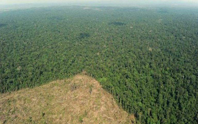 Pourquoi ne pas les laisser abattre leurs forêts tropicales ?