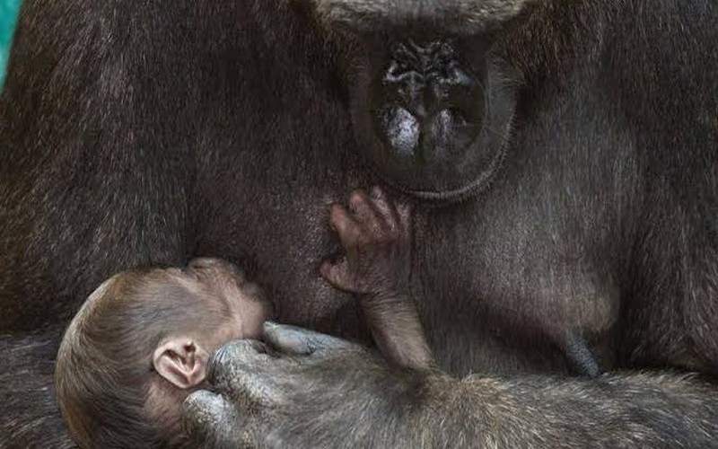 RDC : Le parc national des Virunga enregistre sa première naissance de gorille en 2022