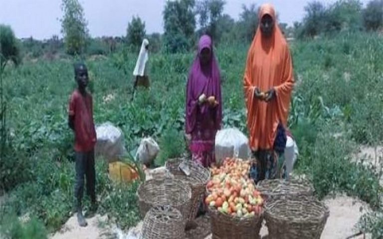 Résilience et sécurité alimentaire : La France à la rescousse du Niger