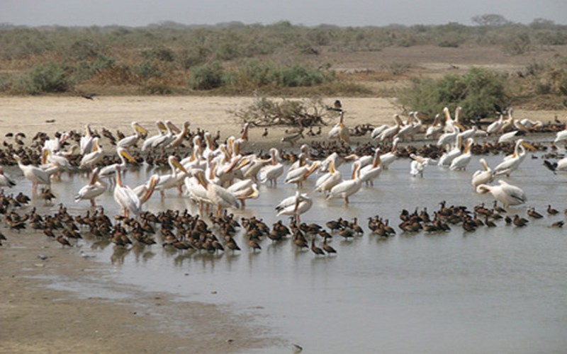 Sénégal : Le directeur des parcs nationaux déplore l’étroitesse du nichoir des oiseaux de Djoudj
