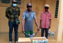 Trafic d’espèces protégées : Trois trafiquants de 41 perroquets gris à queue rouge condamnés au Togo