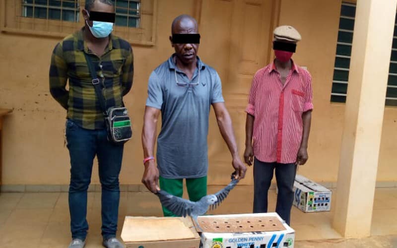 Trafic d’espèces protégées : Trois trafiquants de 41 perroquets gris à queue rouge condamnés au Togo