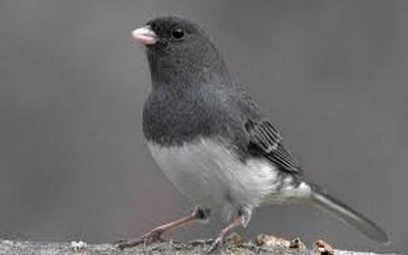 Une étude australienne fait état de la métamorphose des animaux sous l’effet du changement climatique