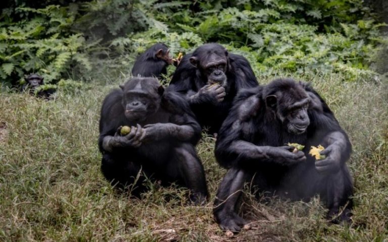 A Lwiro, une oasis pour sauver des animaux traumatisés de l’est de la RDC