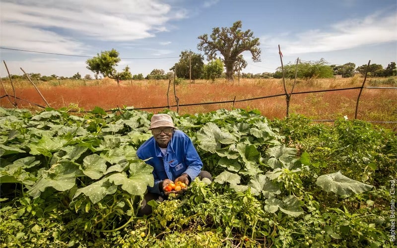 Au Sénégal, la grande caravane de l’agroécologie reprend la route !