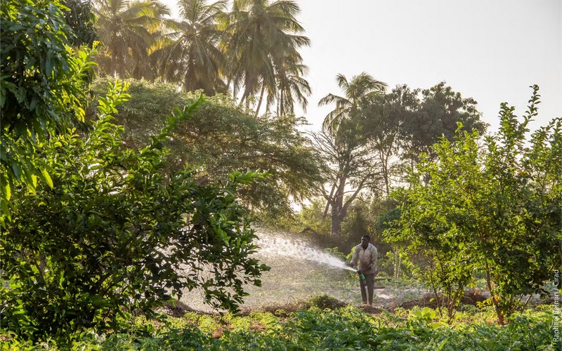 Avec la Caravane de l’agroécologie au Sénégal : dans la zone des Niayes pour aborder la gestion de l’eau