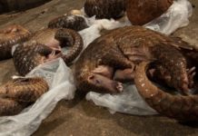 Bien qu’inscrit sur la liste rouge, le pangolin reste toujours menacé