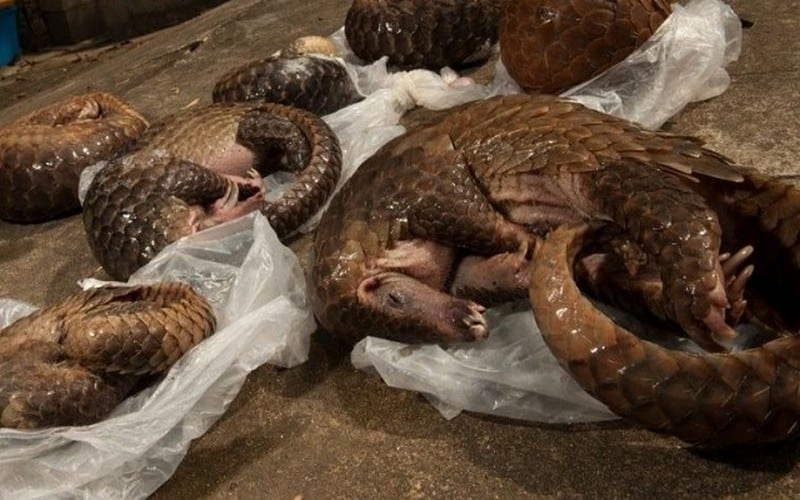 Bien qu’inscrit sur la liste rouge, le pangolin reste toujours menacé