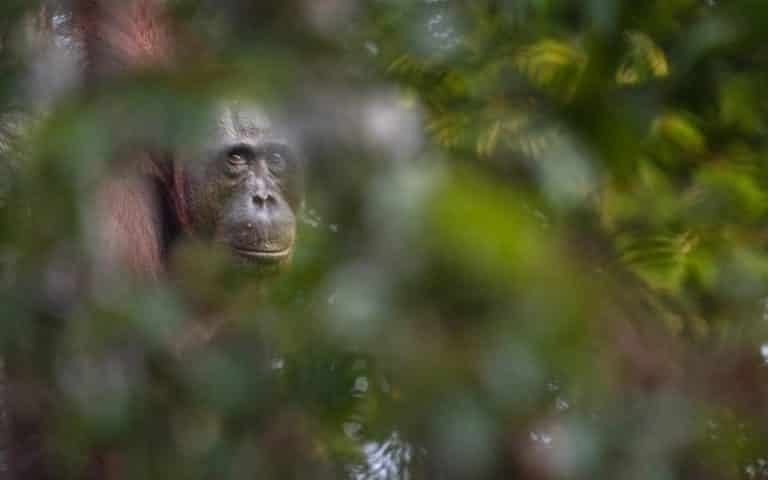 Déforestation : L’infographie qui montre pourquoi il ne faut pas seulement se focaliser sur les forêts