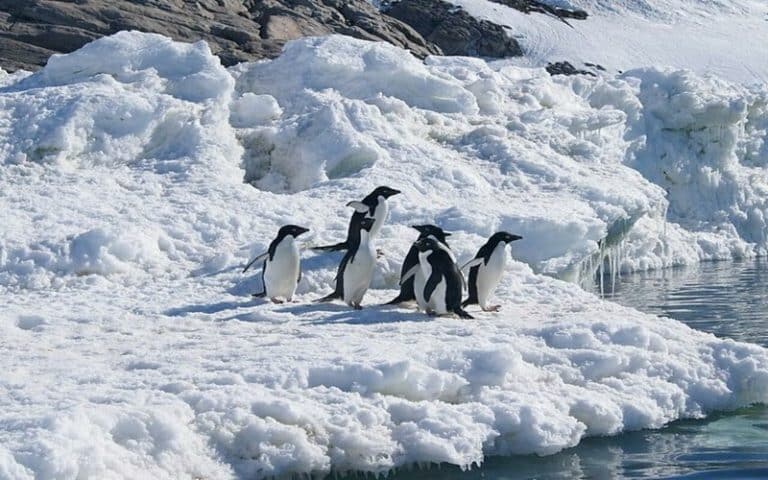 Environnement : que faut-il retenir du « One Ocean Summit » de Brest ?