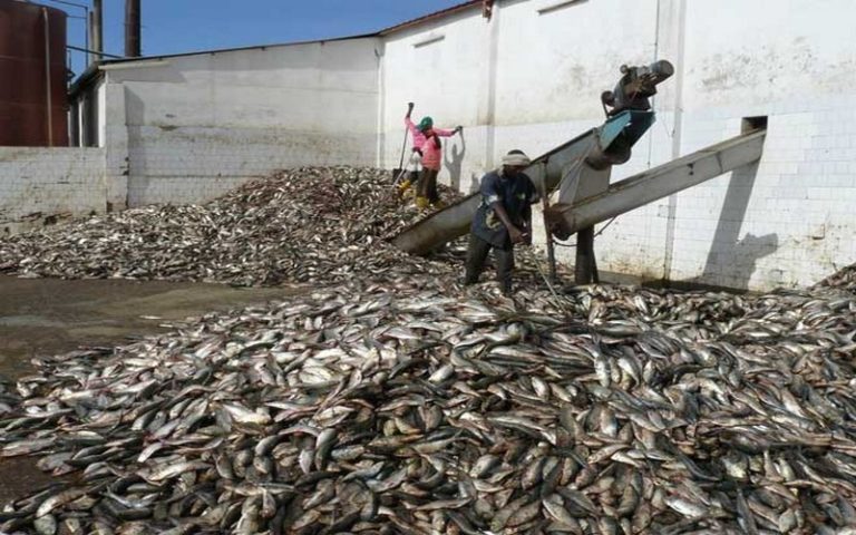 Greenpeace Afrique salue le rapport de la FAO sur les impacts de l’industrie de farine et d’huile de poisson en Afrique de l’Ouest