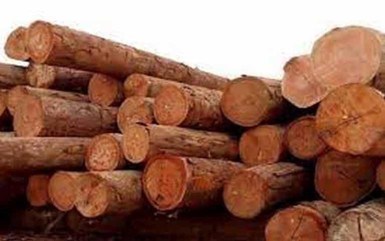 Grume de bois : Le Gabon double sa production et atteint 3,7 millions en 2021