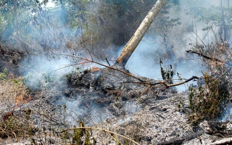 Hausse mondiale de 50 % des feux de forêt : Greenpeace Afrique invite à renforcer la préparation et à protéger les forêts tropicales du continent