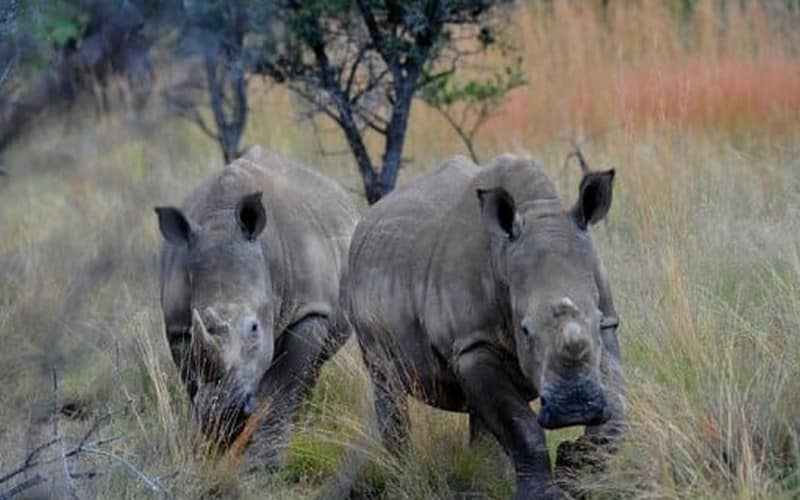 L’Afrique du Sud délivre des permis de chasse pour tuer des espèces protégées