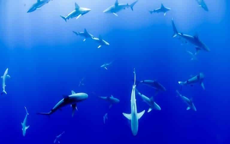 One Ocean Summit : tant d’enjeux pour le grand bleu