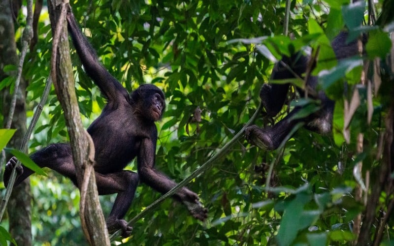 RDC : Les scientifiques se servent des caméras thermiques par drone pour compter les bonobos