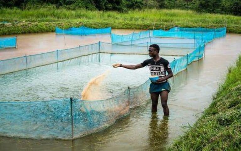 Vers une hausse de la production piscicole au Rwanda
