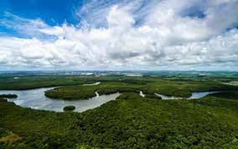Amazonie : la plus grande forêt du monde n’aura bientôt plus la force de se relever