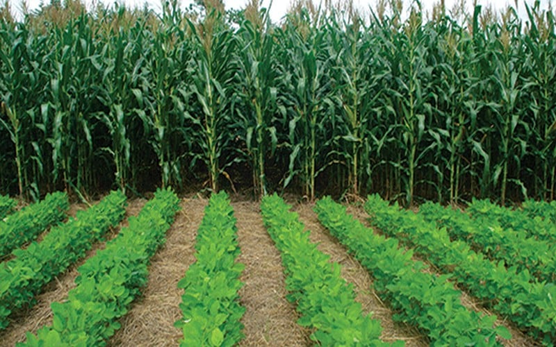 Campagne agricole 2022 au Sénégal : L’onde de choc ukrainienne sur l’engrais