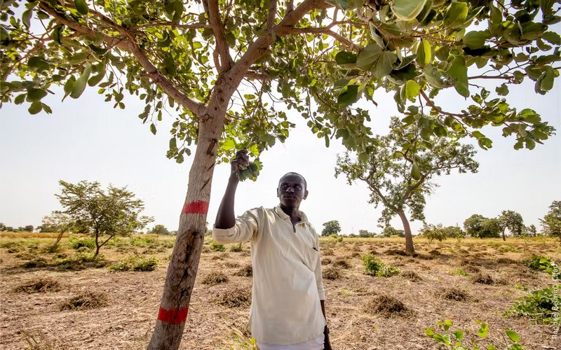 Dans le bassin arachidier du Sénégal, l’agroforesterie tente de retrouver sa place