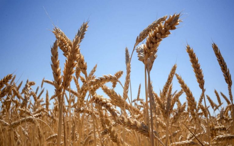 La guerre en Ukraine fait craindre les risques de crise alimentaire en Afrique