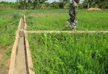 Le Sénégal réhabilite les périmètres irrigués villageois de Podor avec une enveloppe de 26 milliards