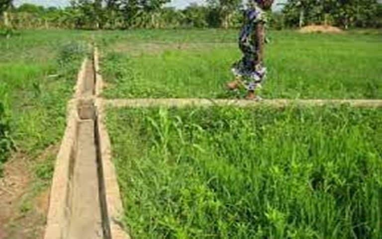 Le Sénégal réhabilite les périmètres irrigués villageois de Podor avec une enveloppe de 26 milliards                   
