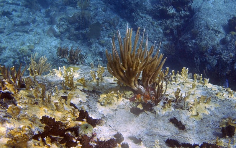 Retour à New York pour les négociations sur la haute mer