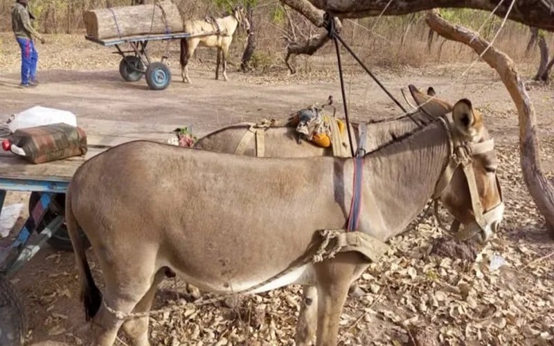 Coupe illicite de bois : Un civile tué dans des affrontements entre « trafiquants de bois » et agents des eaux et forêts au Sénégal