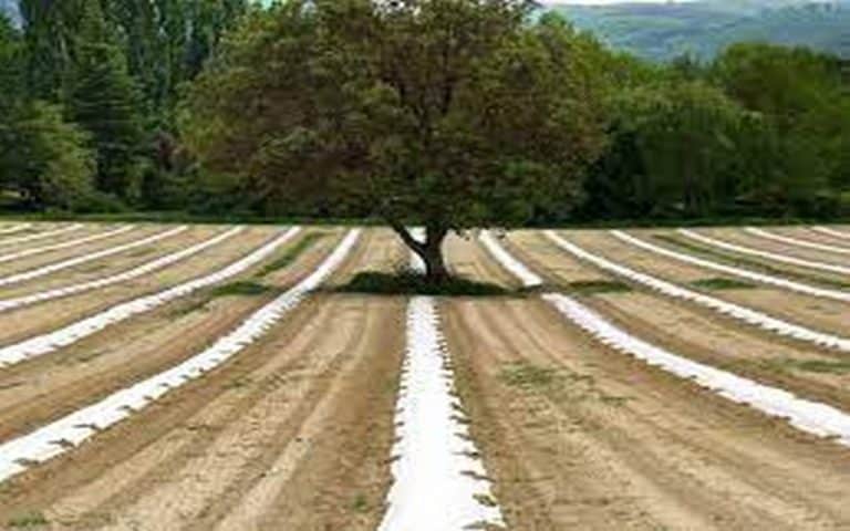 « Il faut aller vers une agriculture écologiquement intensive », dixit Rachid Mrabet du GIEC