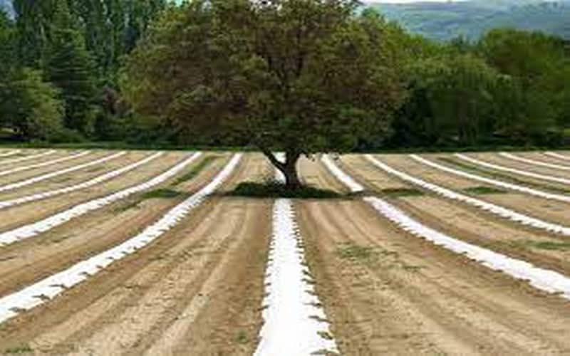 « Il faut aller vers une agriculture écologiquement intensive », dixit Rachid Mrabet du GIEC