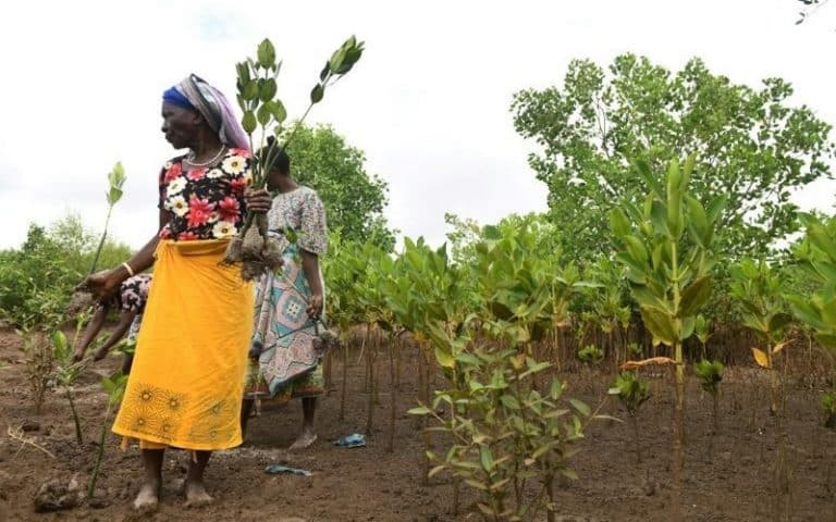 Kenya : Surexploitée, la précieuse mangrove « se relève » grâce aux habitants