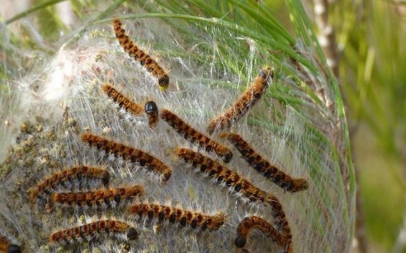 La FAO prête prolonge son dispositif de lutte contre la chenille processionnaire d’automne